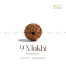 9 Mukhi Rudraksha - Indonesia