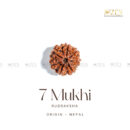 7 Mukhi Rudraksha - Nepal