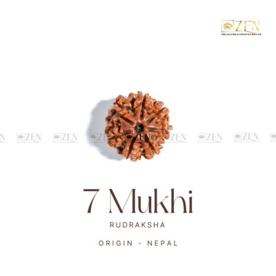 7 Mukhi Rudraksha - Nepal