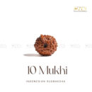 10 Mukhi Rudraksha - Indonesia