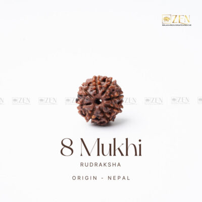 8 Mukhi Rudraksha - Nepal