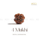 4 Mukhi Rudraksha - Nepal