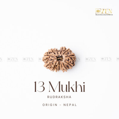 13 Mukhi Rudraksha - Nepal (Xray Certified)