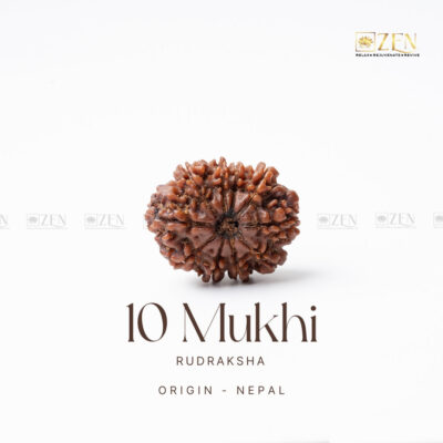 10 Mukhi Rudraksha - Nepal (Xray Certified)