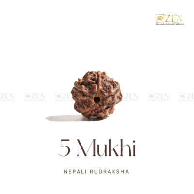 5 Mukhi Rudraksha - Nepal