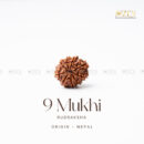 9 Mukhi Rudraksha - Nepal (Xray Certified)