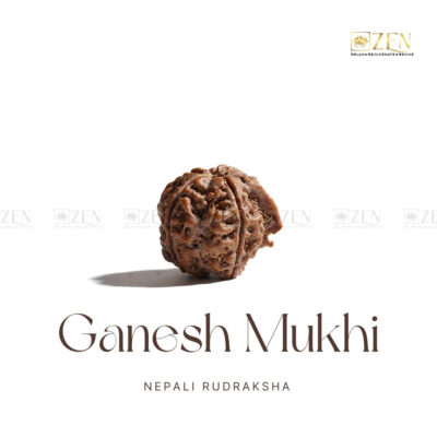 Ganesh Mukhi Rudraksha - Nepal