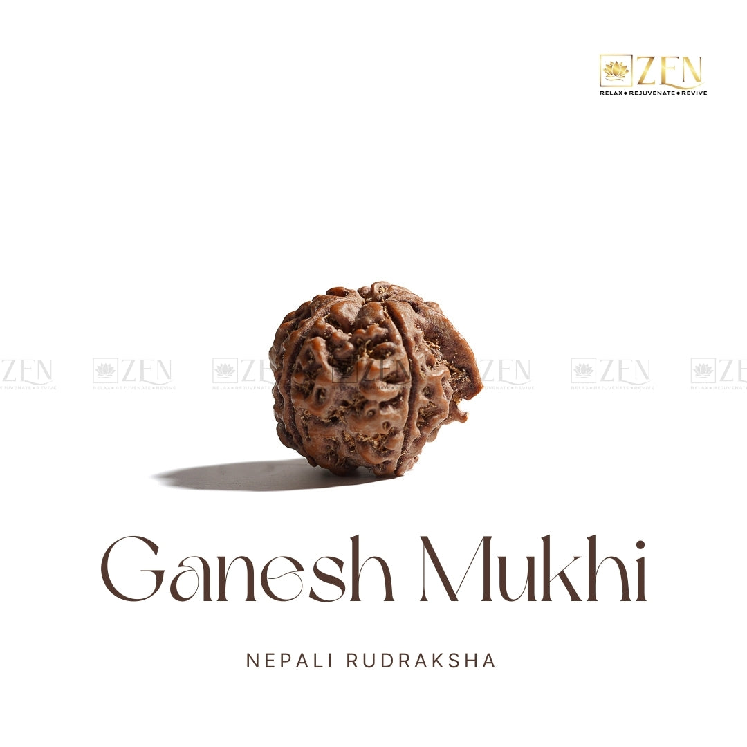 Ganesh Mukhi Rudraksha - Nepal