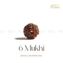 6 Mukhi Rudraksha - Nepal