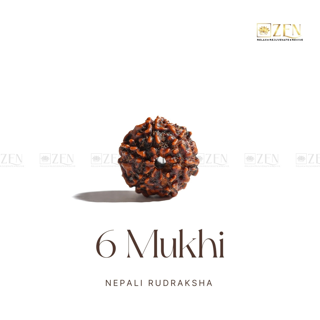 6 Mukhi Rudraksha - Nepal