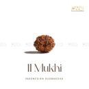 11 Mukhi Rudraksha - Indonesia