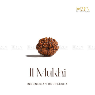 11 Mukhi Rudraksha - Indonesia