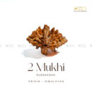2 Mukhi Rudraksha - Himalayan