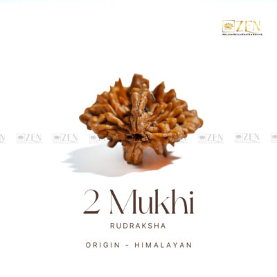 2 Mukhi Rudraksha - Himalayan