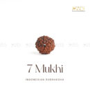 7 Mukhi Rudraksha (Indonesia)