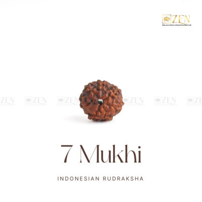 7 Mukhi Rudraksha (Indonesia)